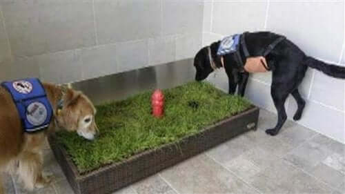 Der kommer flere og flere dyretoiletter i lufthavne