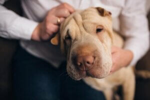 Din hund kender dig bedre end nogen anden