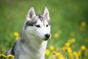 Hunderedning: Husky fanget i et tomt hus