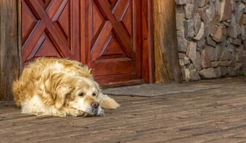 Hvordan det påvirker din hund at flytte til et nyt hjem