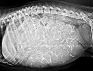 Kyklop hunden: Den enøjede hund med to tunger