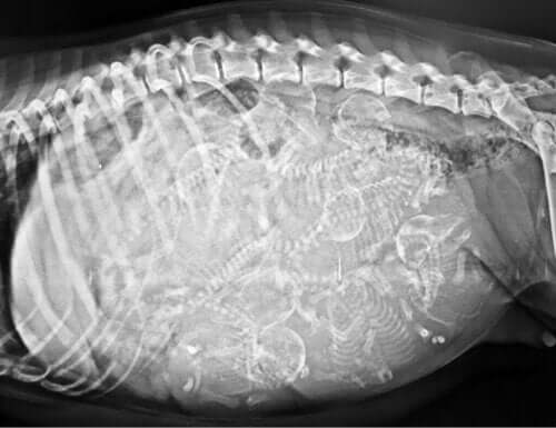 Kyklop hunden: Den enøjede hund med to tunger