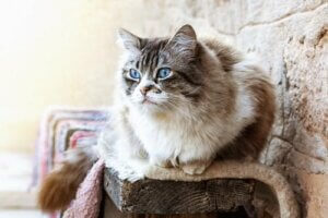 Ragdoll katten: Er den mere som en hund?