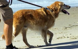 Rejse med en hund: Ja eller nej?