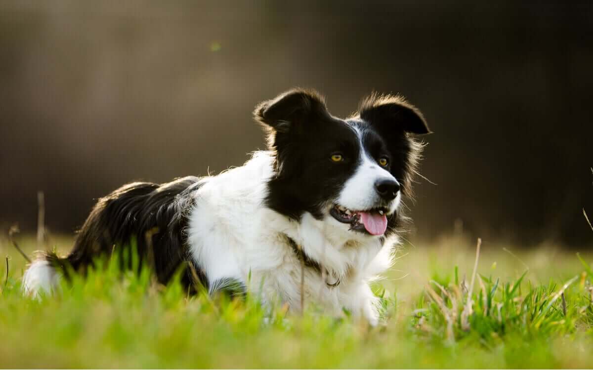 En Border Collie er en meget aktiv race