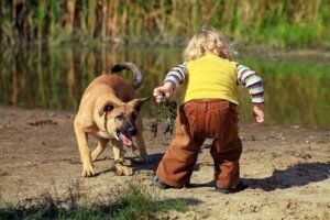 Hvad kan du gøre, hvis dit barn er bange for hunde?
