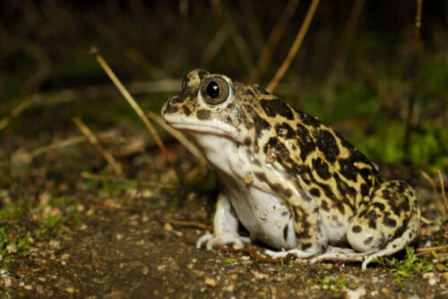 Karakteristika for Waglers Spadefoot padde
