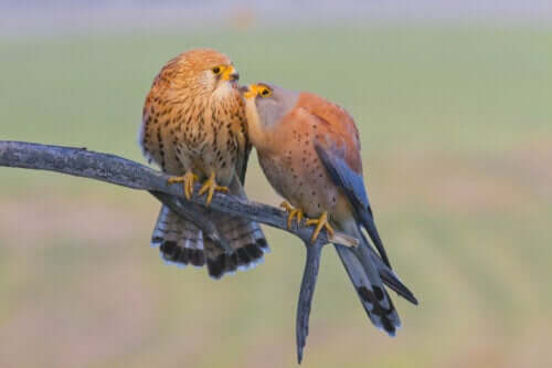 To fugle sammen på gren