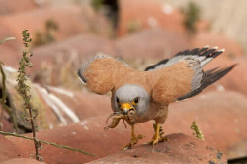 Græshopper er den foretrukne føde for denne fugl