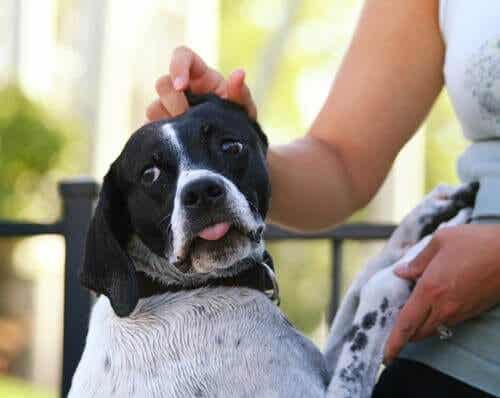 Hund, der bliver nusset af ejer