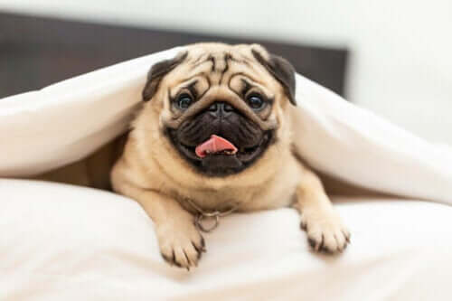 Hvad forårsager brachycephalt syndrom hos hunde?