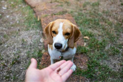 Person giver godbid til beagle