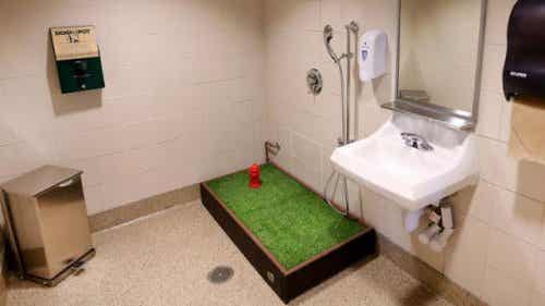 Hundetoilet på toilet