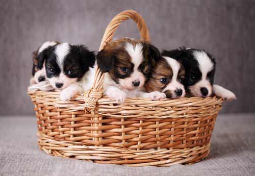 Hvalpe i en kurv