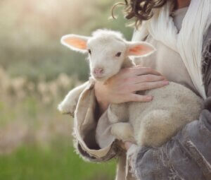 Diarré hos små nyfødte drøvtyggere