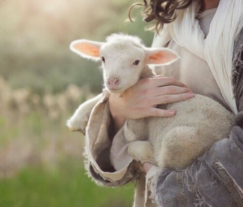 Diarré hos små nyfødte drøvtyggere