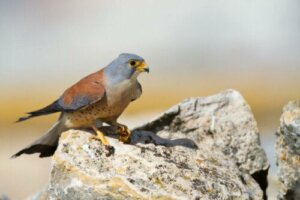 Lille tårnfalk, den mindste af falkene