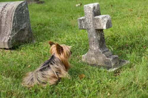 Ti tegn på, at en hund er ved at dø