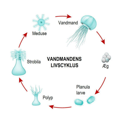 Illustration af vandmænds livscyklus