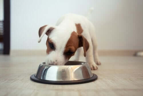 Vegetariske hunde - kan hunde virkelig være vegetarer?