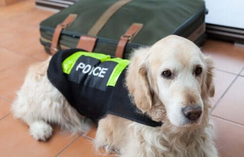 Hunde, der kan spore hvidvaskede penge