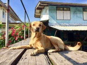 Regler for godt naboskab, når du har kæledyr