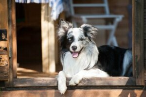 Grunde til, at hunde ser usynlige døre