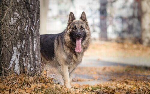 Hvad forårsager gul afføring hos hunde?