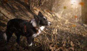 10 af de mest atletiske hunderacer i verden