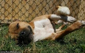 En Pitbull og dens kyllinger: Et usandsynligt venskab