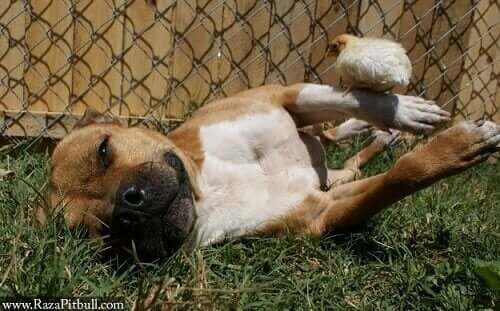 En Pitbull og dens kyllinger: Et usandsynligt venskab