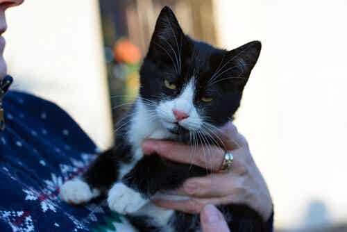 Person, der holder en kat