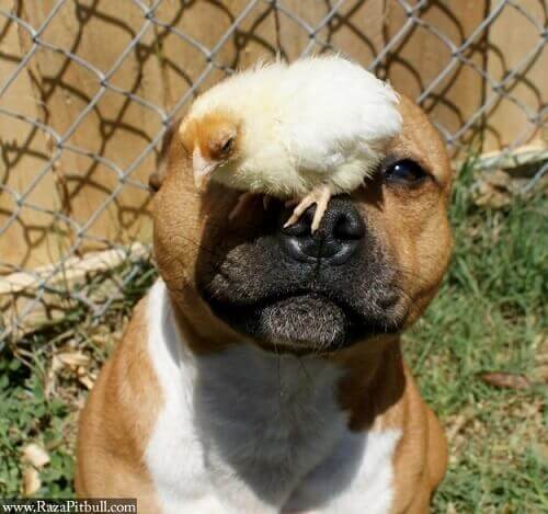 Pitbull med kylling på snuden