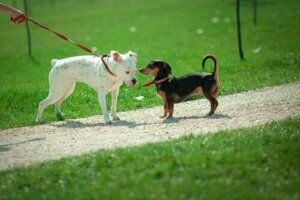 Grunde til, at hunde snuser til hinanden