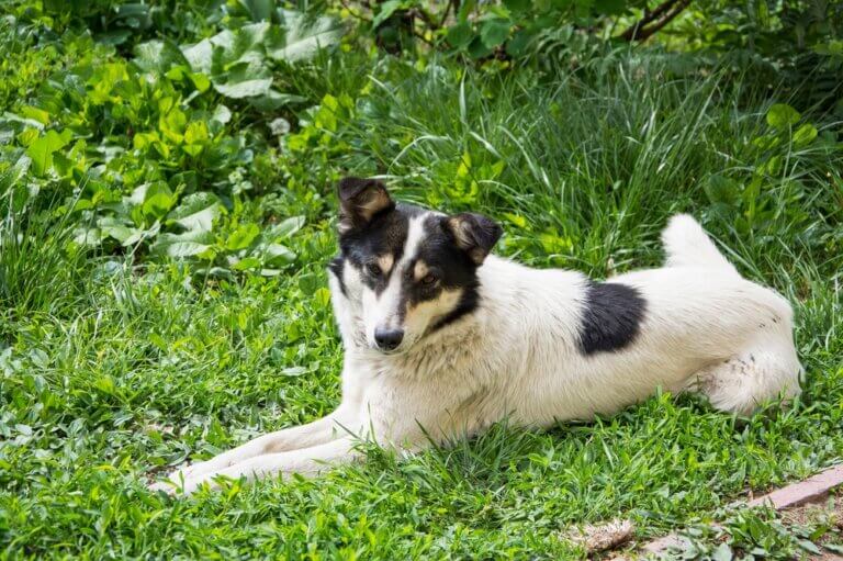 Marker din kalender til National Mutt Day