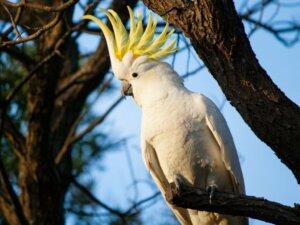 Cockatoo Behavior: Alt hvad du behøver at vide