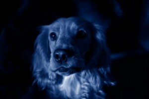 Blå hunde dukker pludselig op i en russisk by