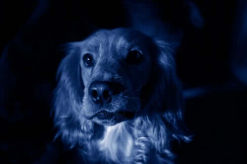 Blå hunde dukker pludselig op i en russisk by