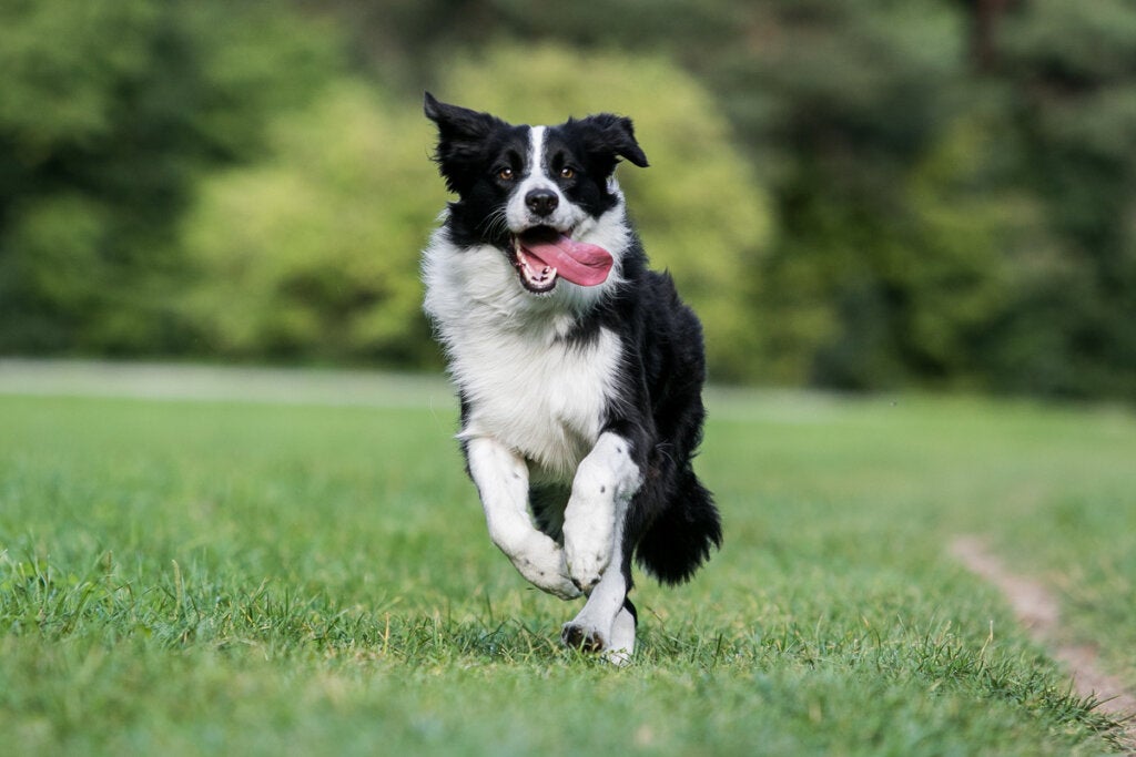 4 typer collie