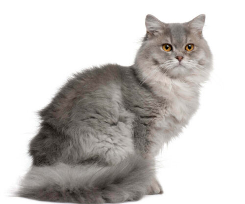 British longhair