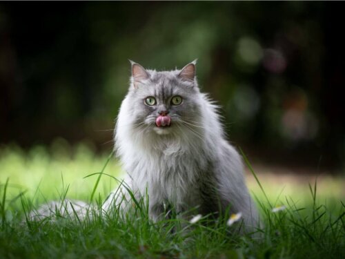 British longhair på græs