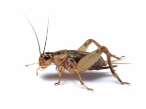 10 nysgerrigheder om crickets