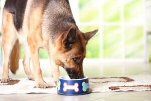 FEDIAF præsenterer nye ernæringsretningslinjer for hunde og katte