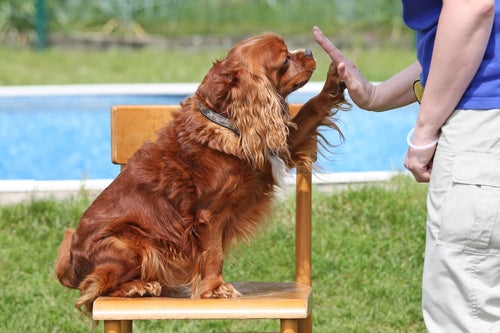 Følelser og intelligens hos hunde