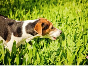 Hvorfor har min hund grønt opkast?
