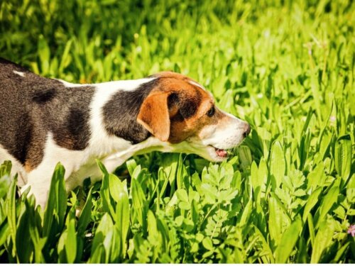 Hvorfor har min hund grønt opkast?