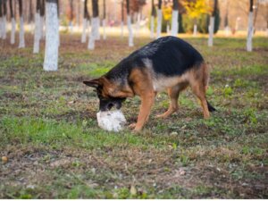 8 grunde til, at din hund spiser sten