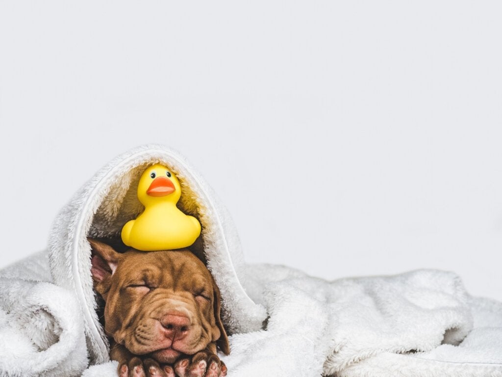 Hvorfor følger min hund mig til badeværelset?