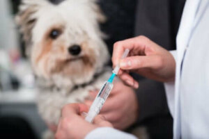Hvilke er de vigtigste vaccinationer for dit kæledyr?