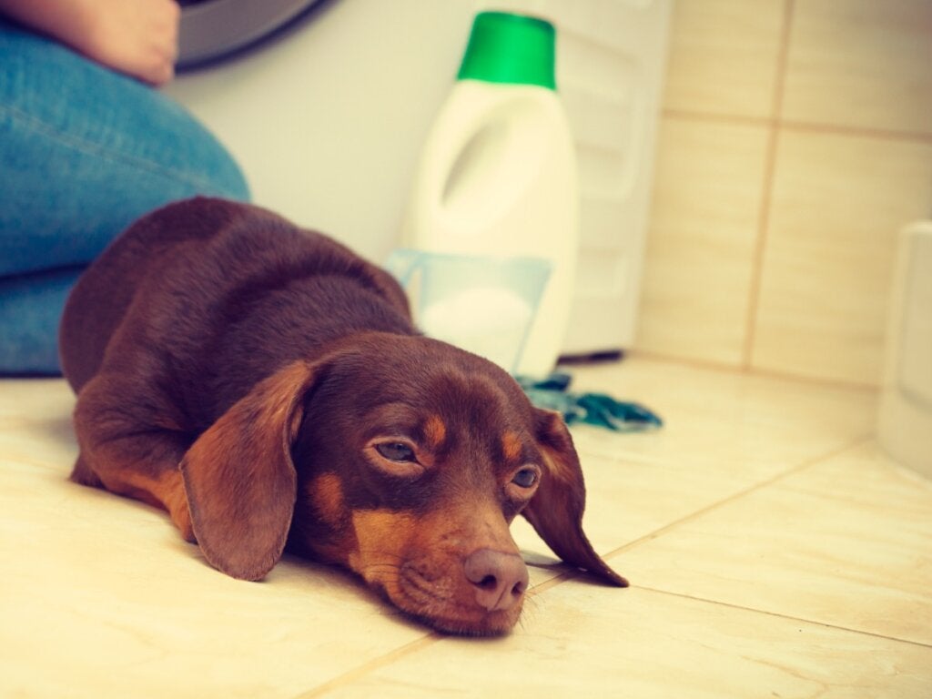 Min hund har drukket blegemiddel: Hvad skal jeg gøre?